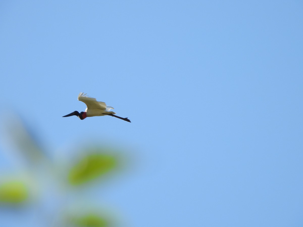 Jabiru - Katia Vivian Chrestani Borges