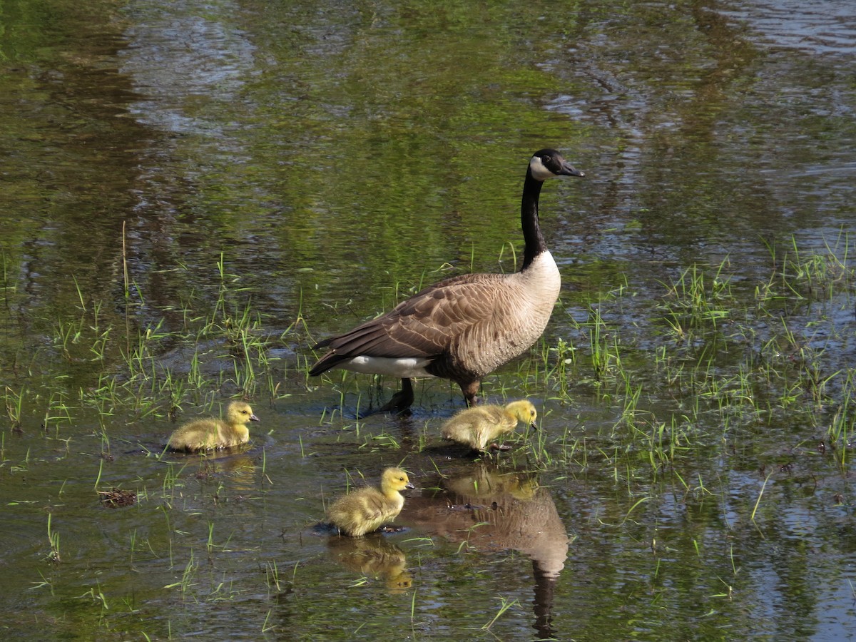 Canada Goose - Dale Kennedy