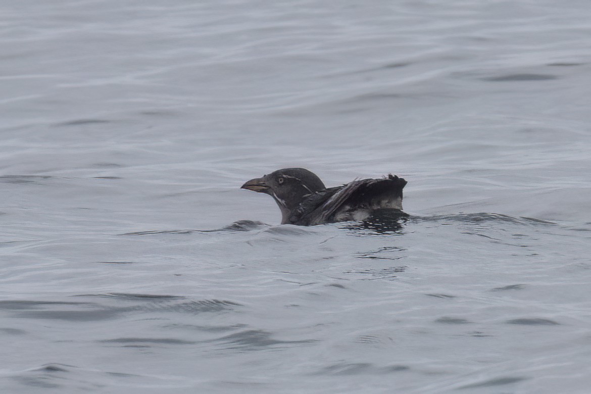 Rhinoceros Auklet - Ted Keyel