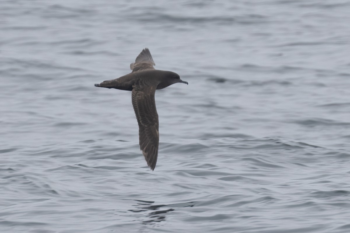 Sooty Shearwater - Ted Keyel