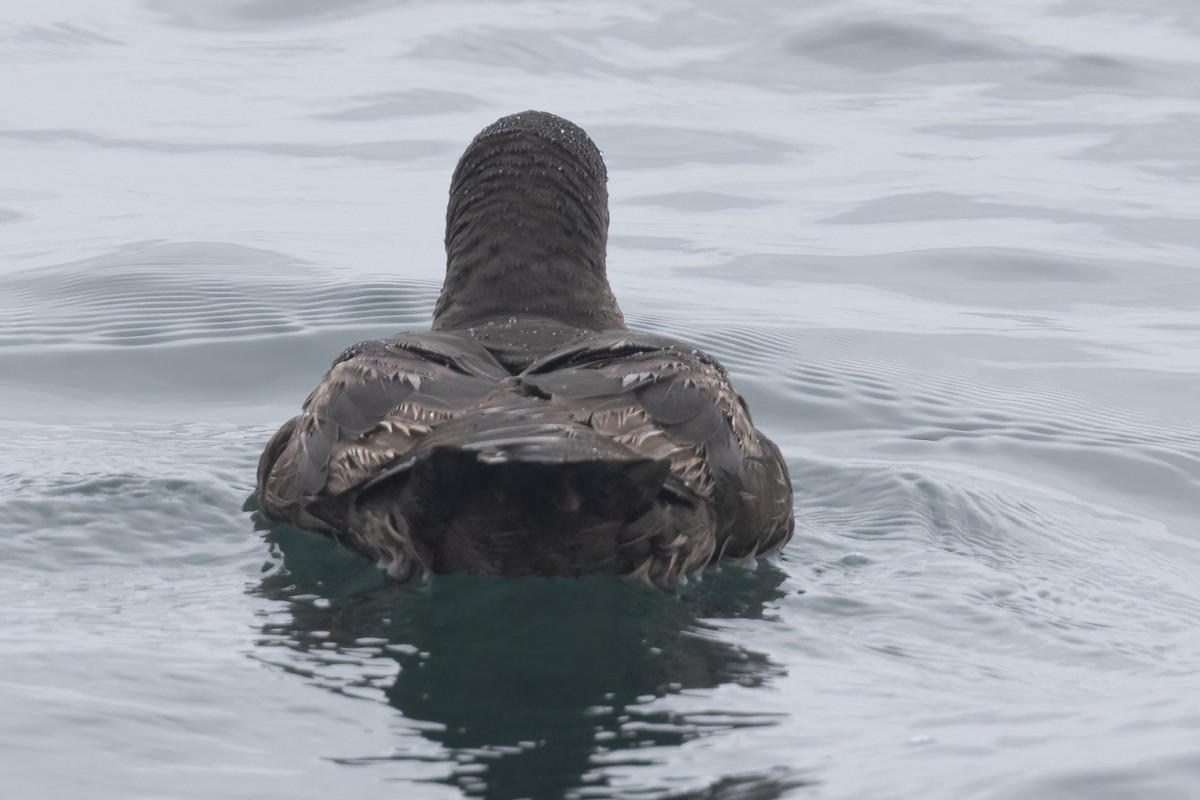 Sooty Shearwater - Ted Keyel