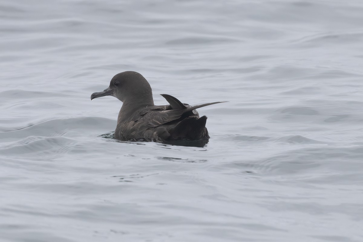 Sooty Shearwater - ML618961241