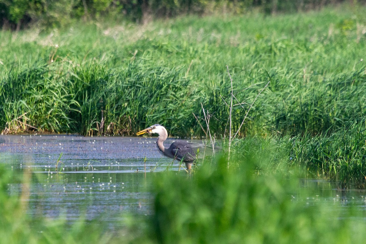 Great Blue Heron - Nathan McCarty