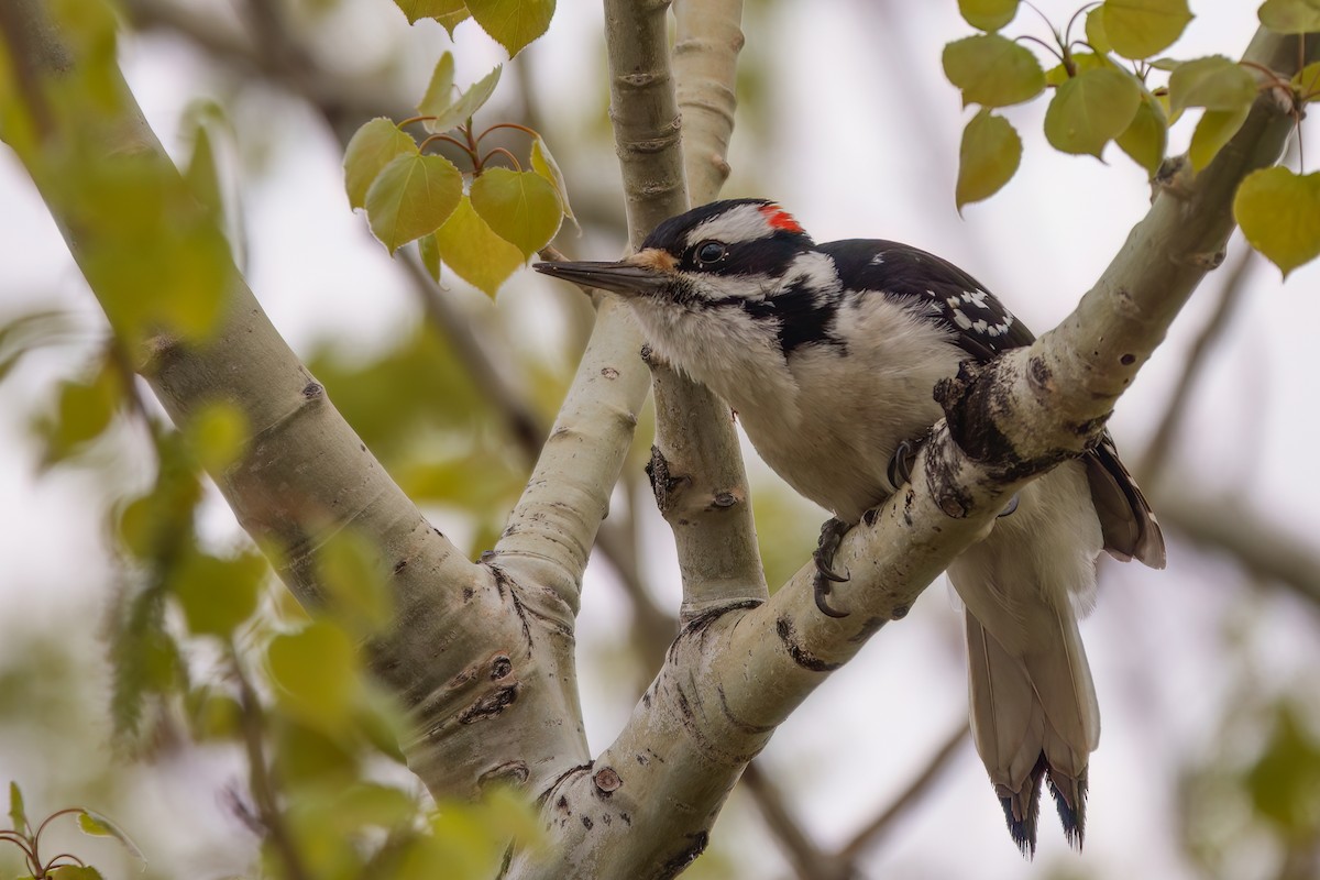 Hairy Woodpecker - ML618961261