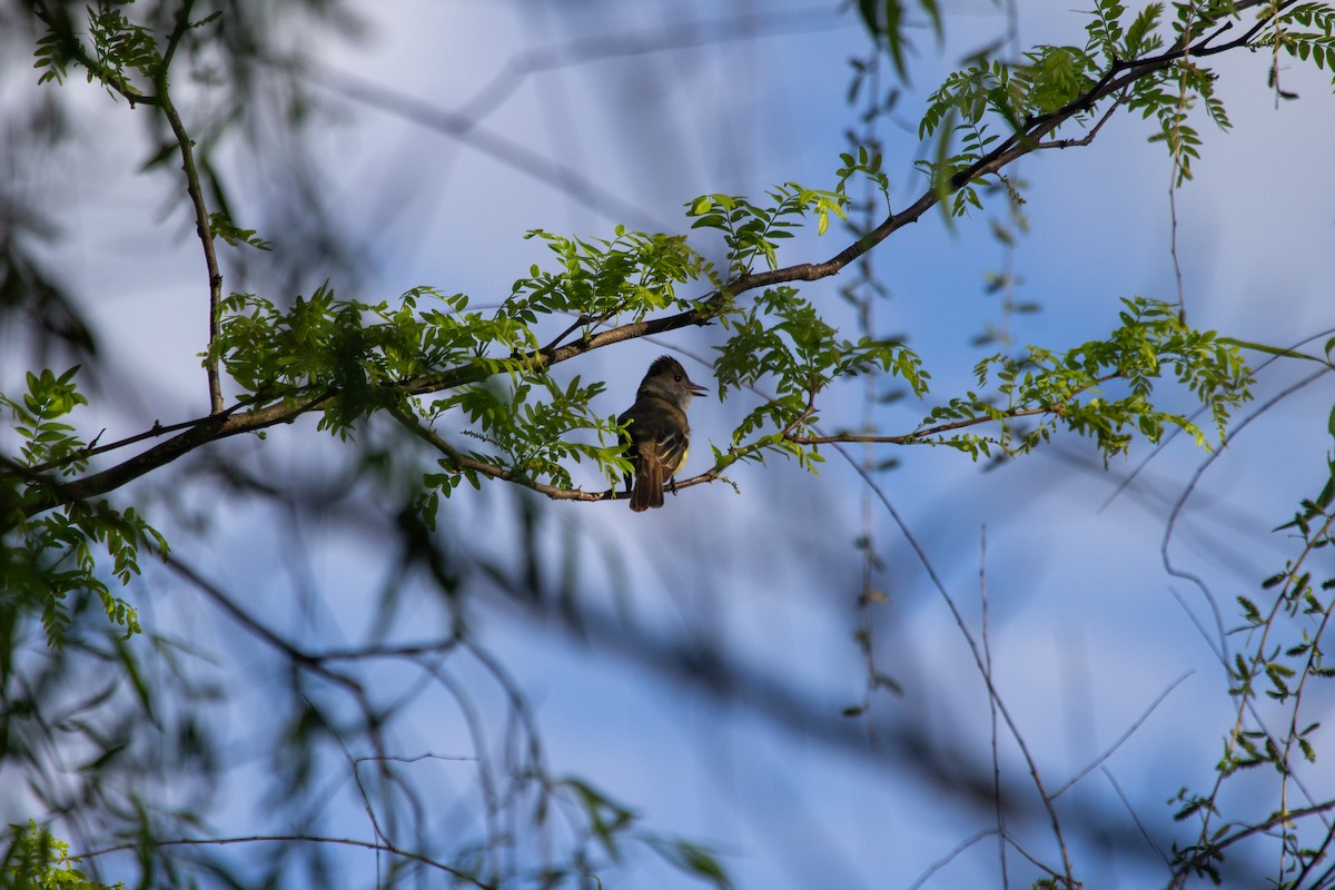 Great Crested Flycatcher - Nathan McCarty