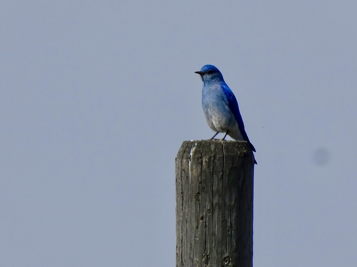 Mountain Bluebird - ML618961265