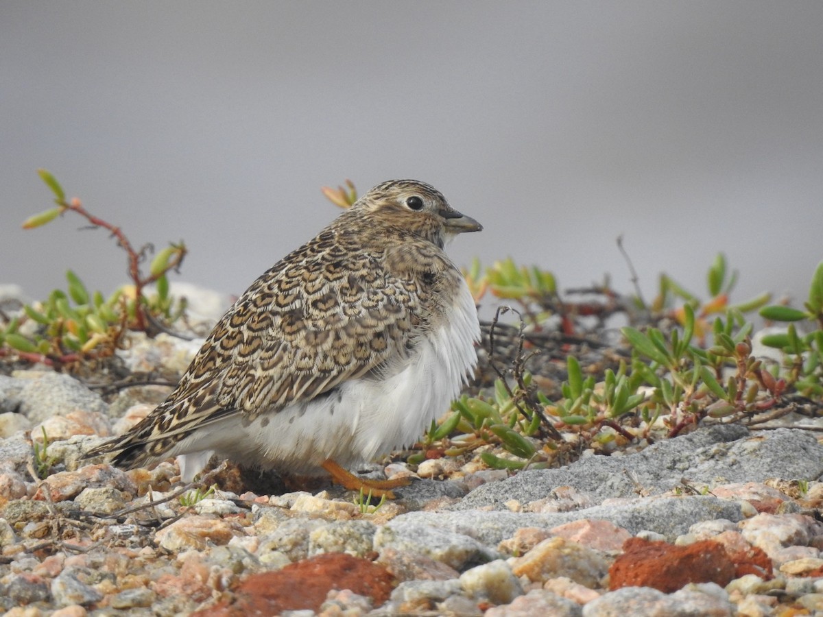 dvergrypesnipe - ML618961266