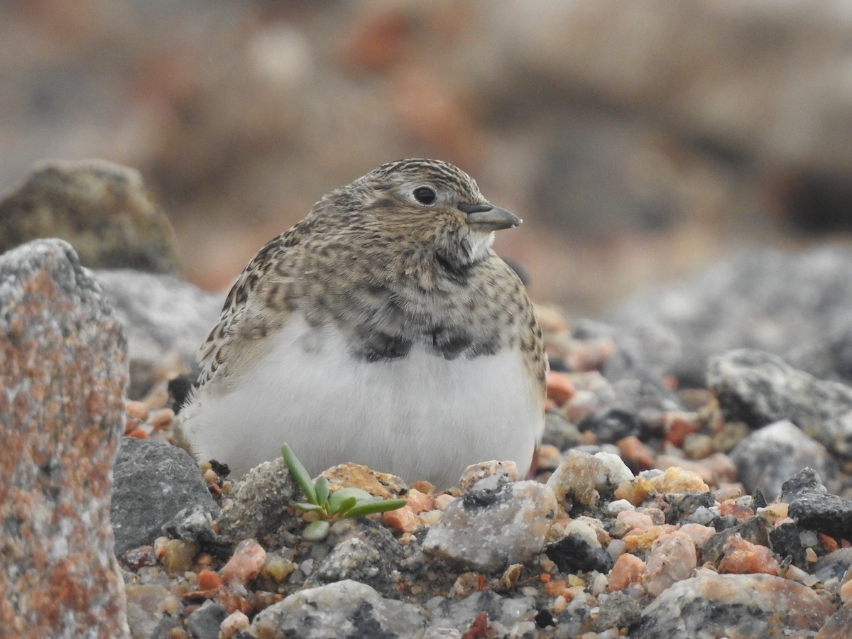 Least Seedsnipe - ML618961267