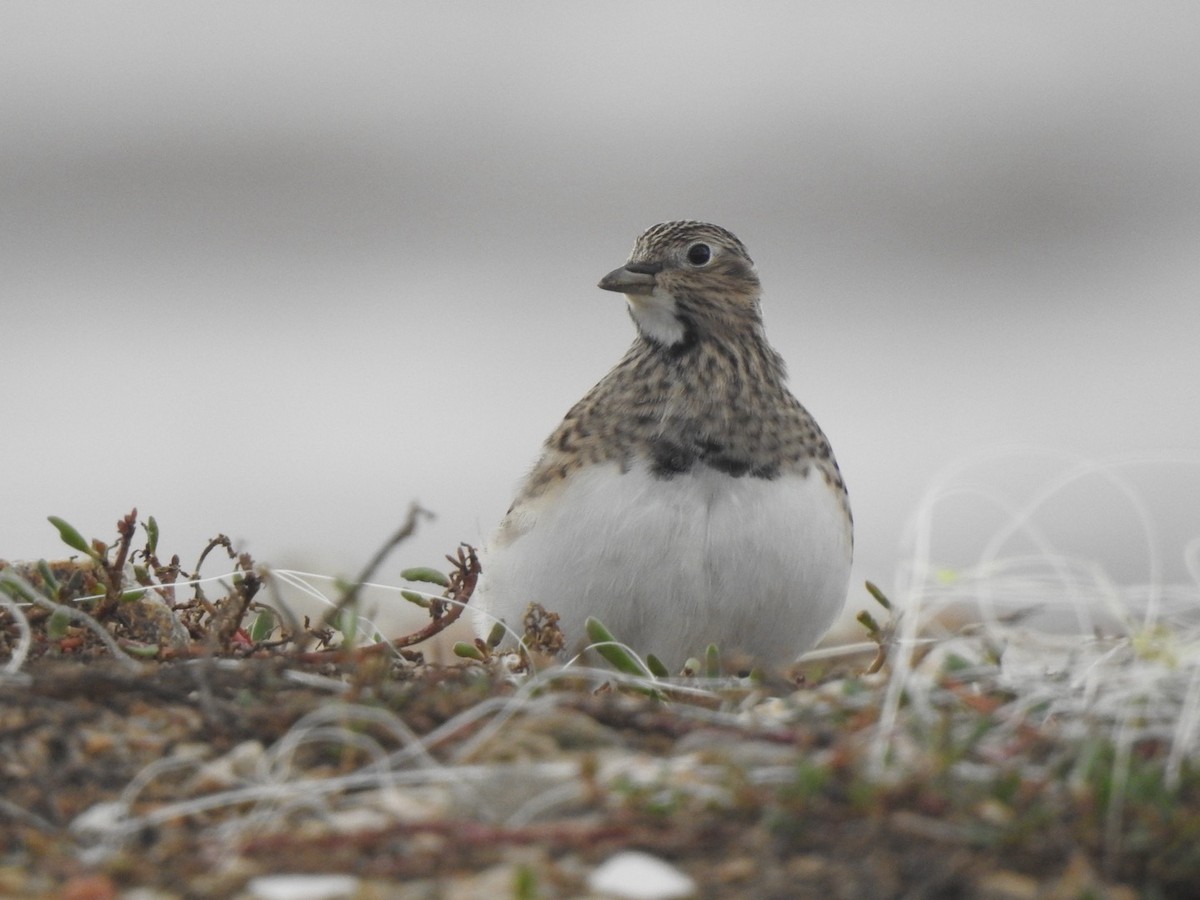 Least Seedsnipe - ML618961268