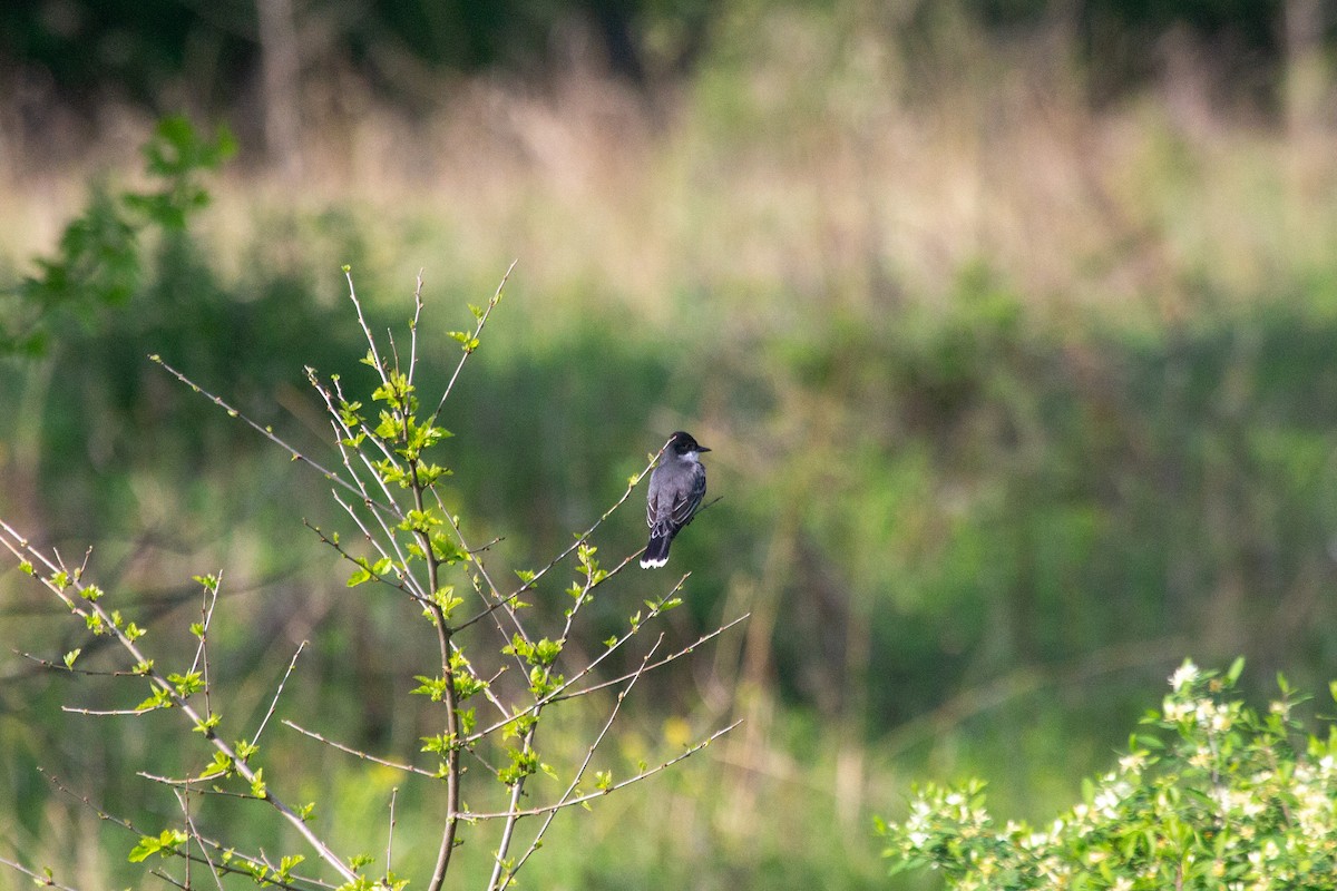 Eastern Kingbird - Nathan McCarty