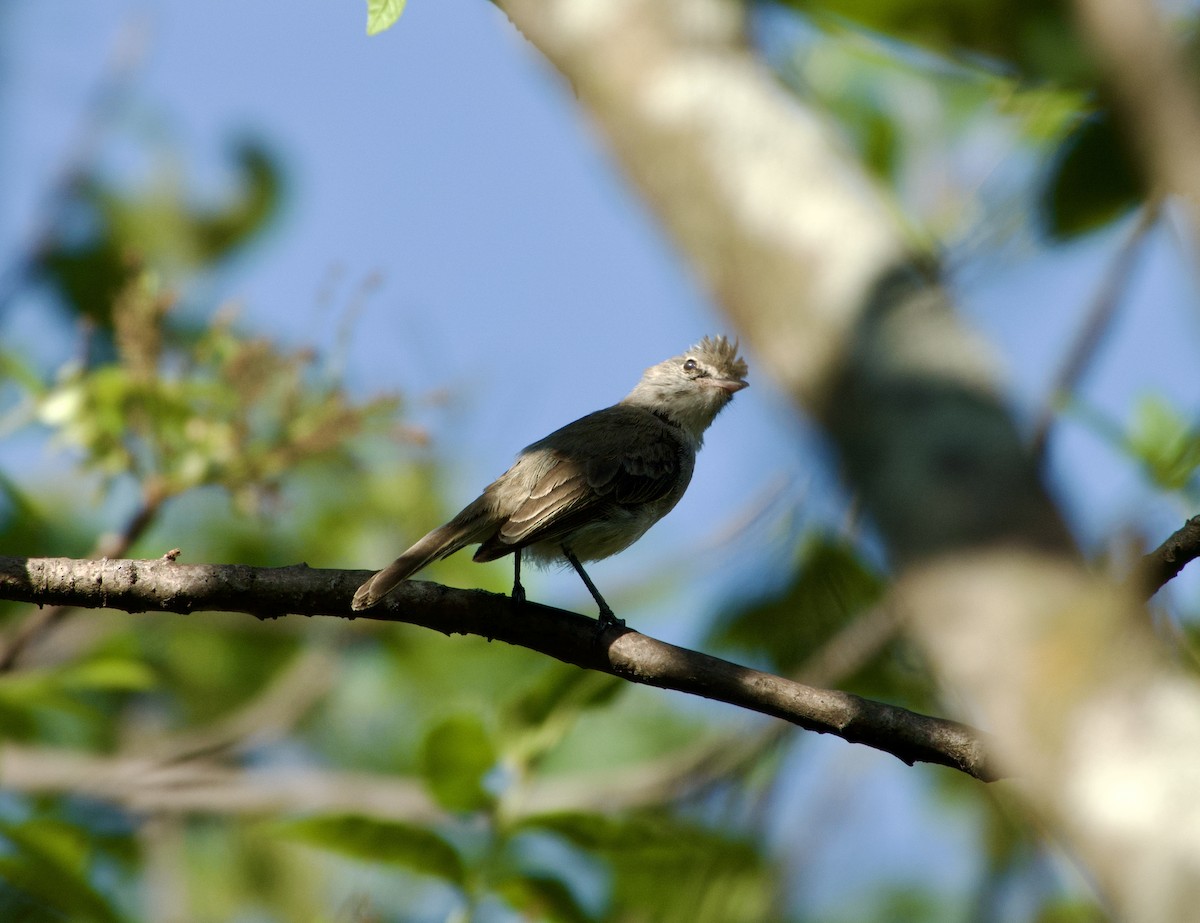 Gray-and-white Tyrannulet - Frances Oliver