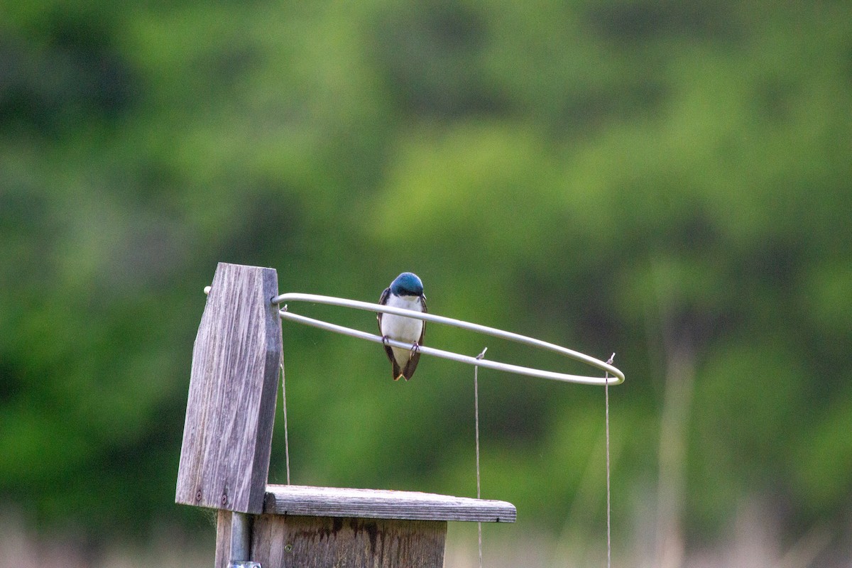 Tree Swallow - Nathan McCarty