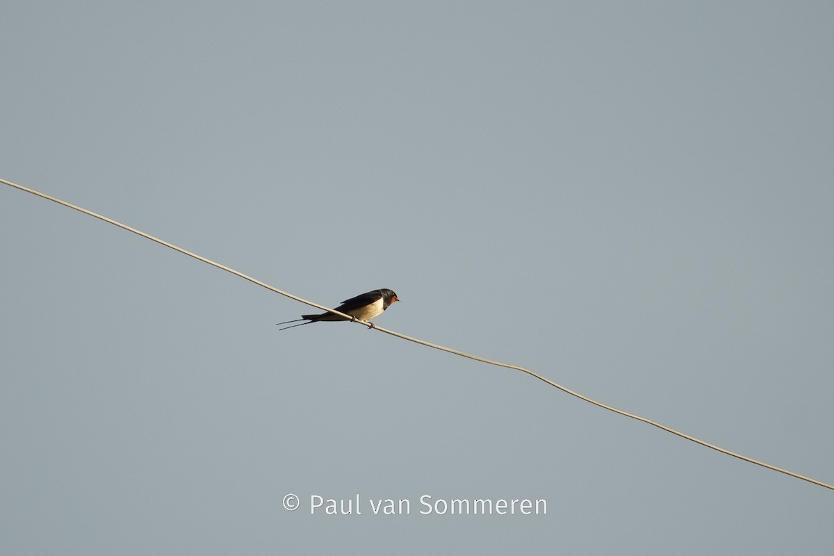 Barn Swallow - Paul van Sommeren