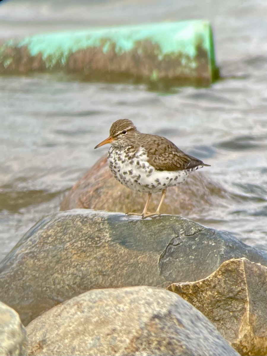 Spotted Sandpiper - Joel Cherry