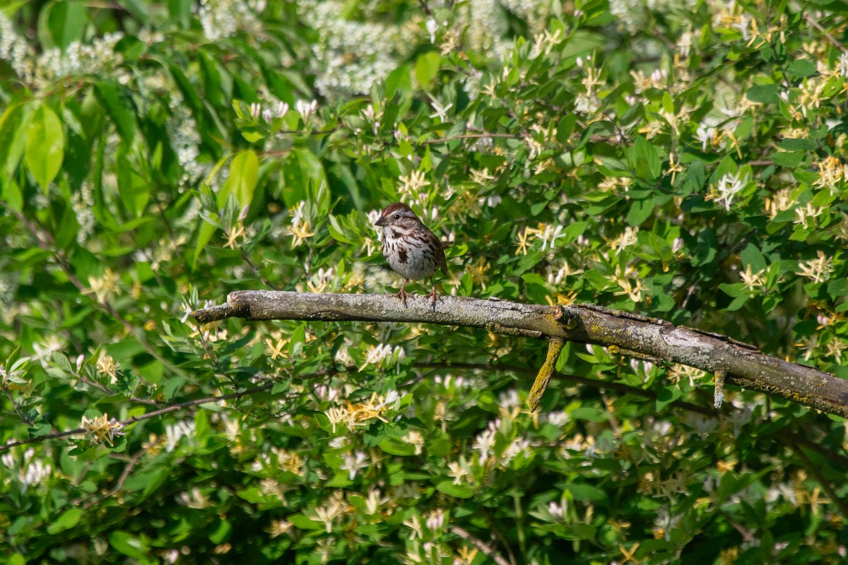 Song Sparrow - Nathan McCarty