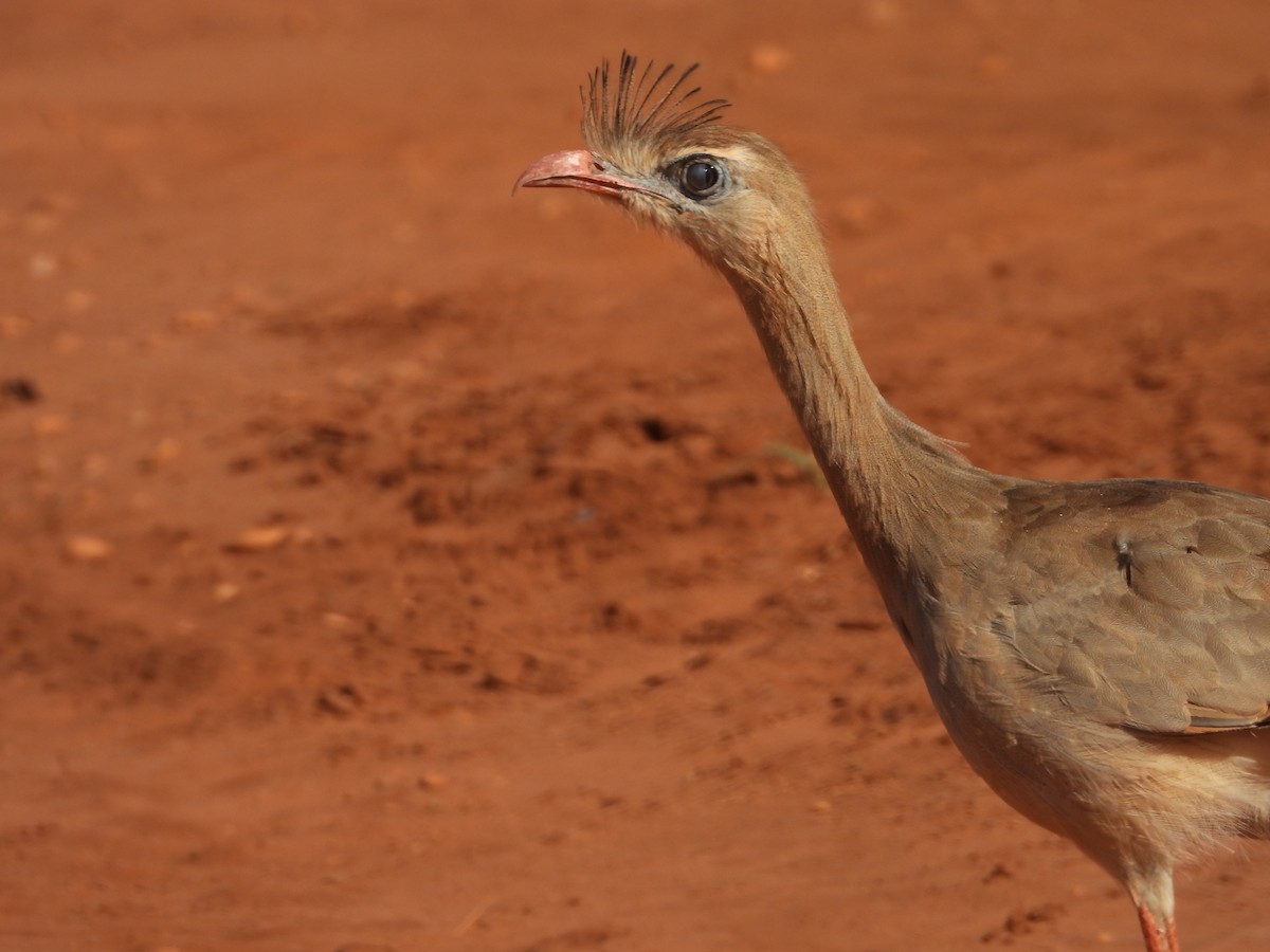 Red-legged Seriema - ML618961315