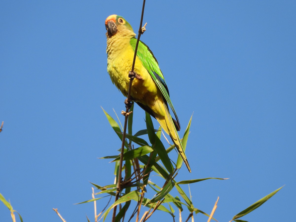 Peach-fronted Parakeet - Katia Vivian Chrestani Borges