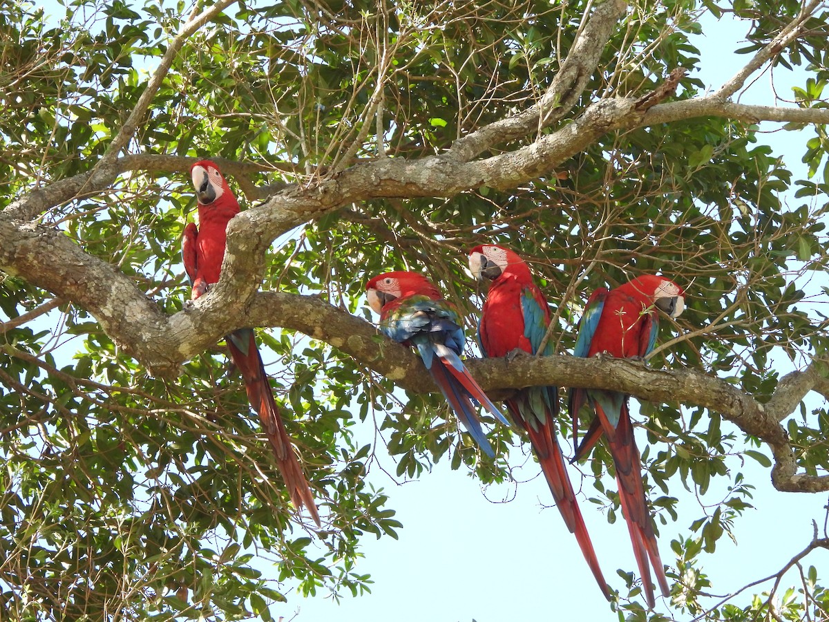 Red-and-green Macaw - Katia Vivian Chrestani Borges