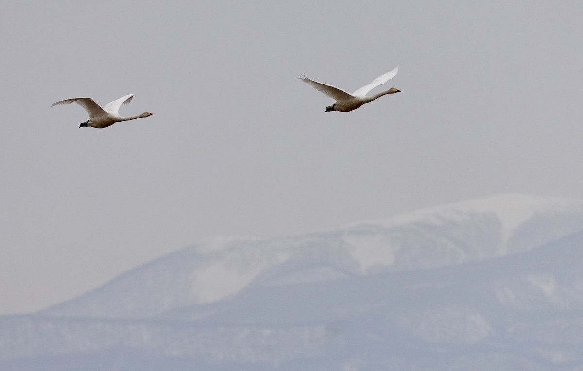 Whooper Swan - ML618961384