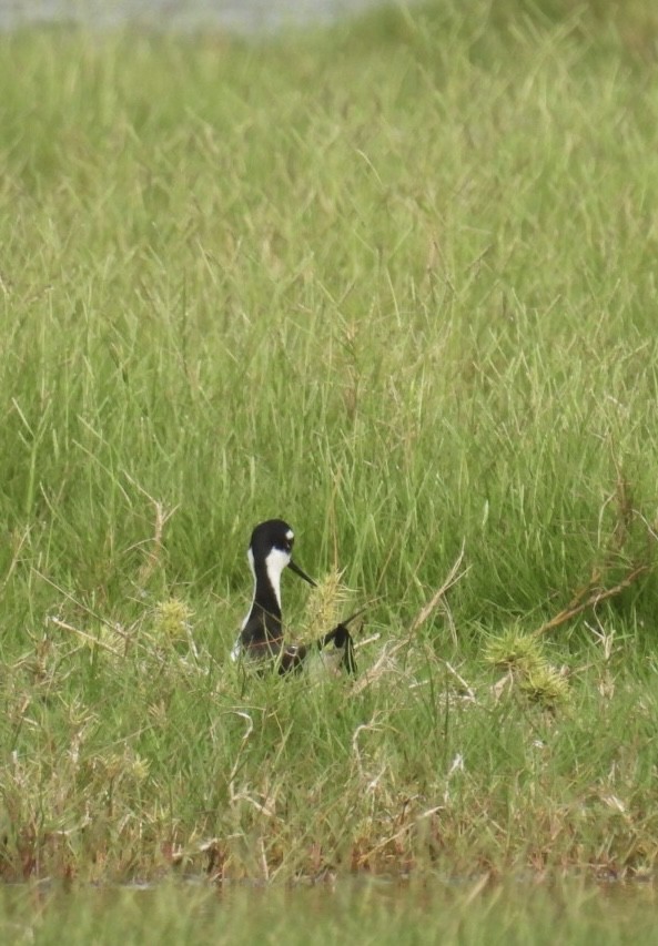 Black-necked Stilt - Denise Rychlik