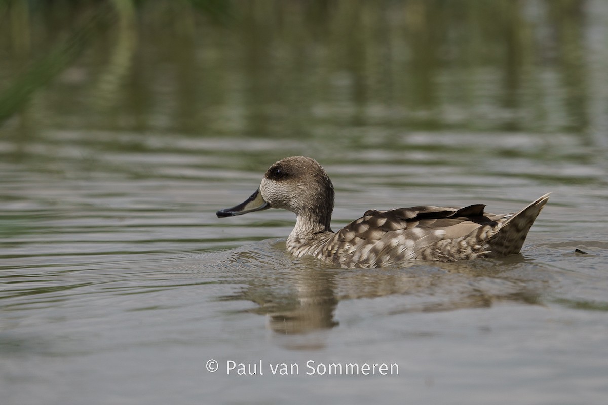 Marbled Duck - Paul van Sommeren