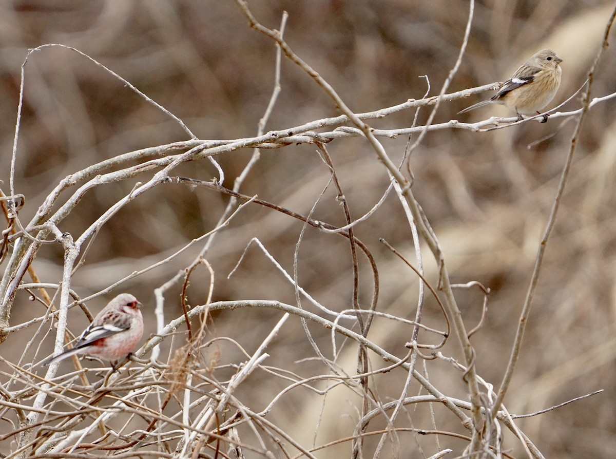 Long-tailed Rosefinch - Cliff Halverson