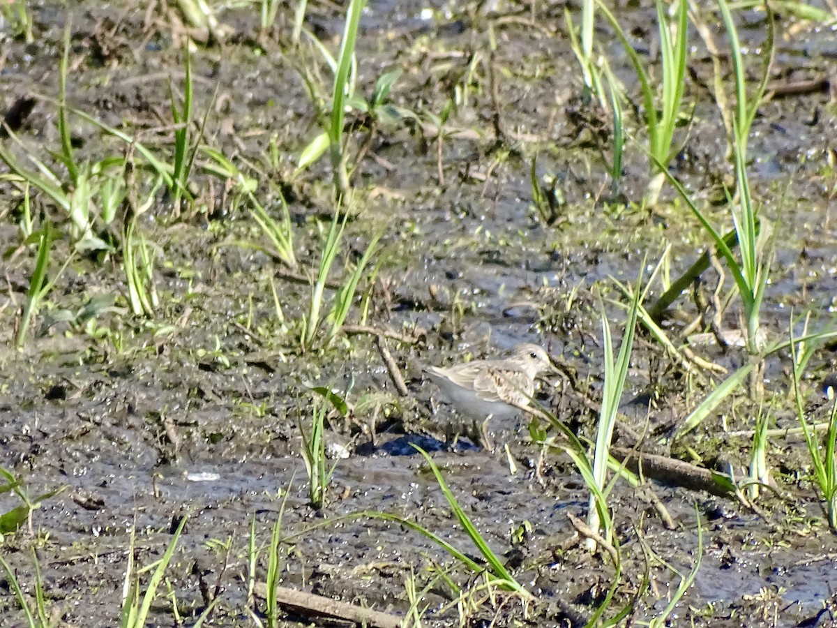 Temminck's Stint - ML618961424