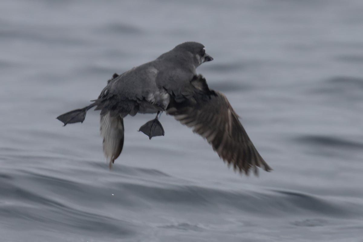 Cassin's Auklet - ML618961445