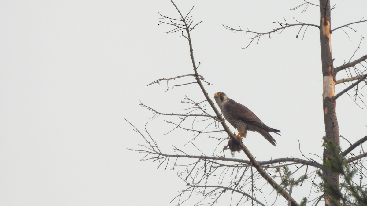 Peregrine Falcon - Andy  Woodward