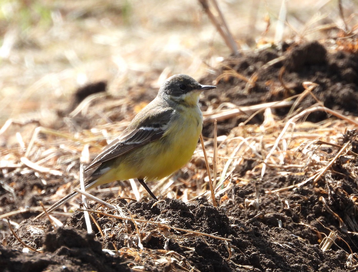 Western Yellow Wagtail - Francesco Barberini