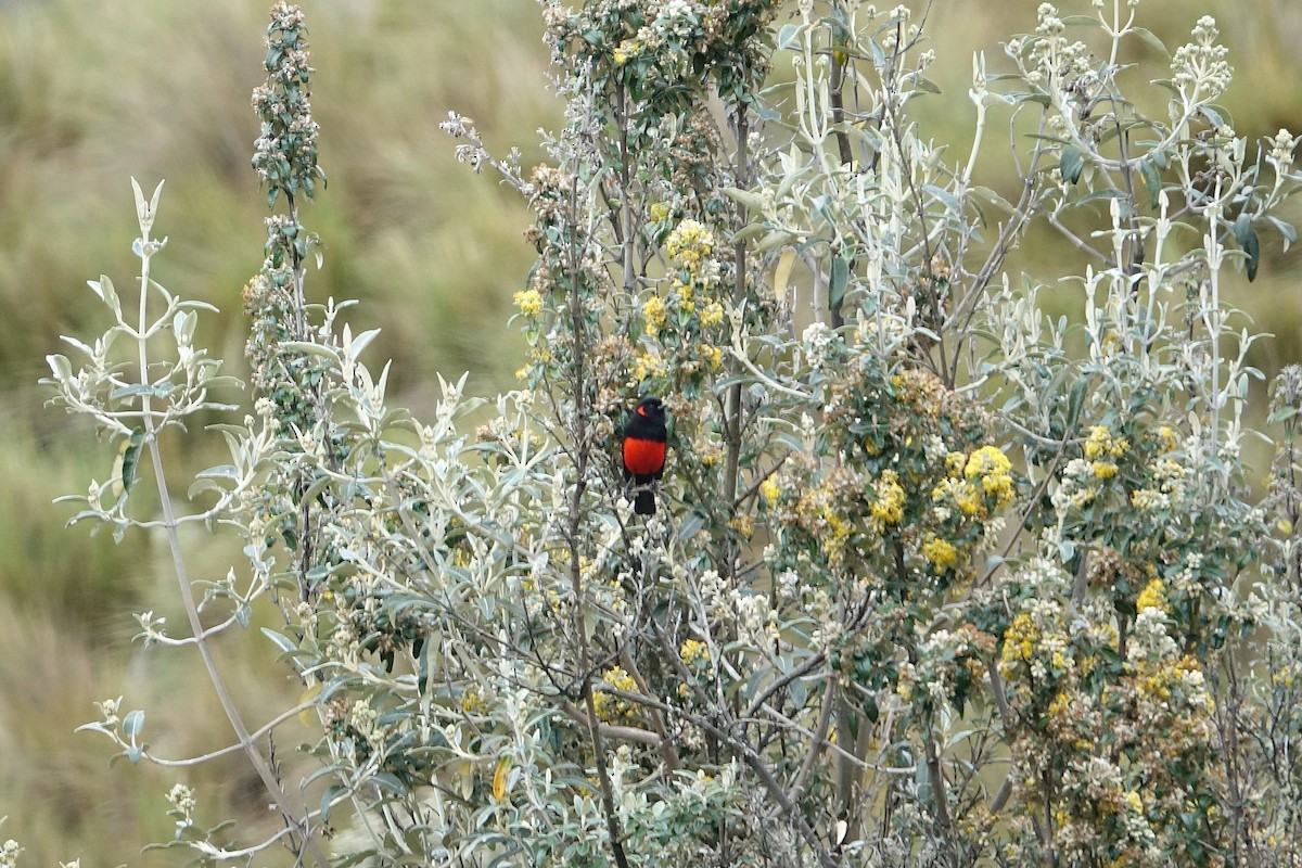 Scarlet-bellied Mountain Tanager - Daniel Pacheco Osorio