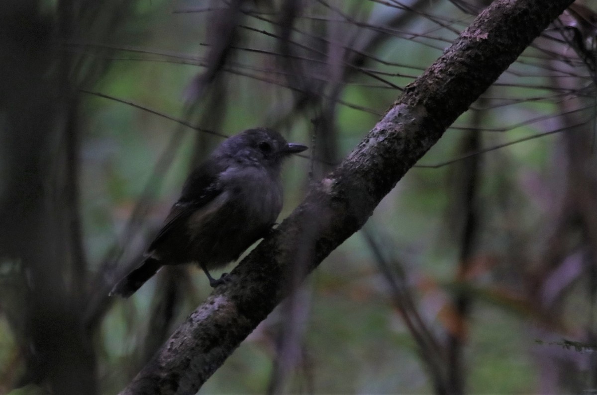 Variable Antshrike - Haydee Cabassi