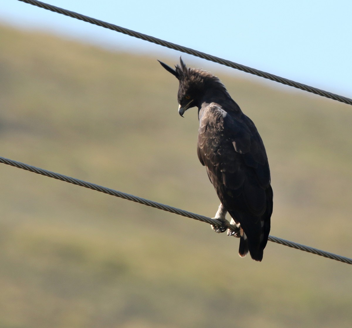 Long-crested Eagle - Paul Lenrumé