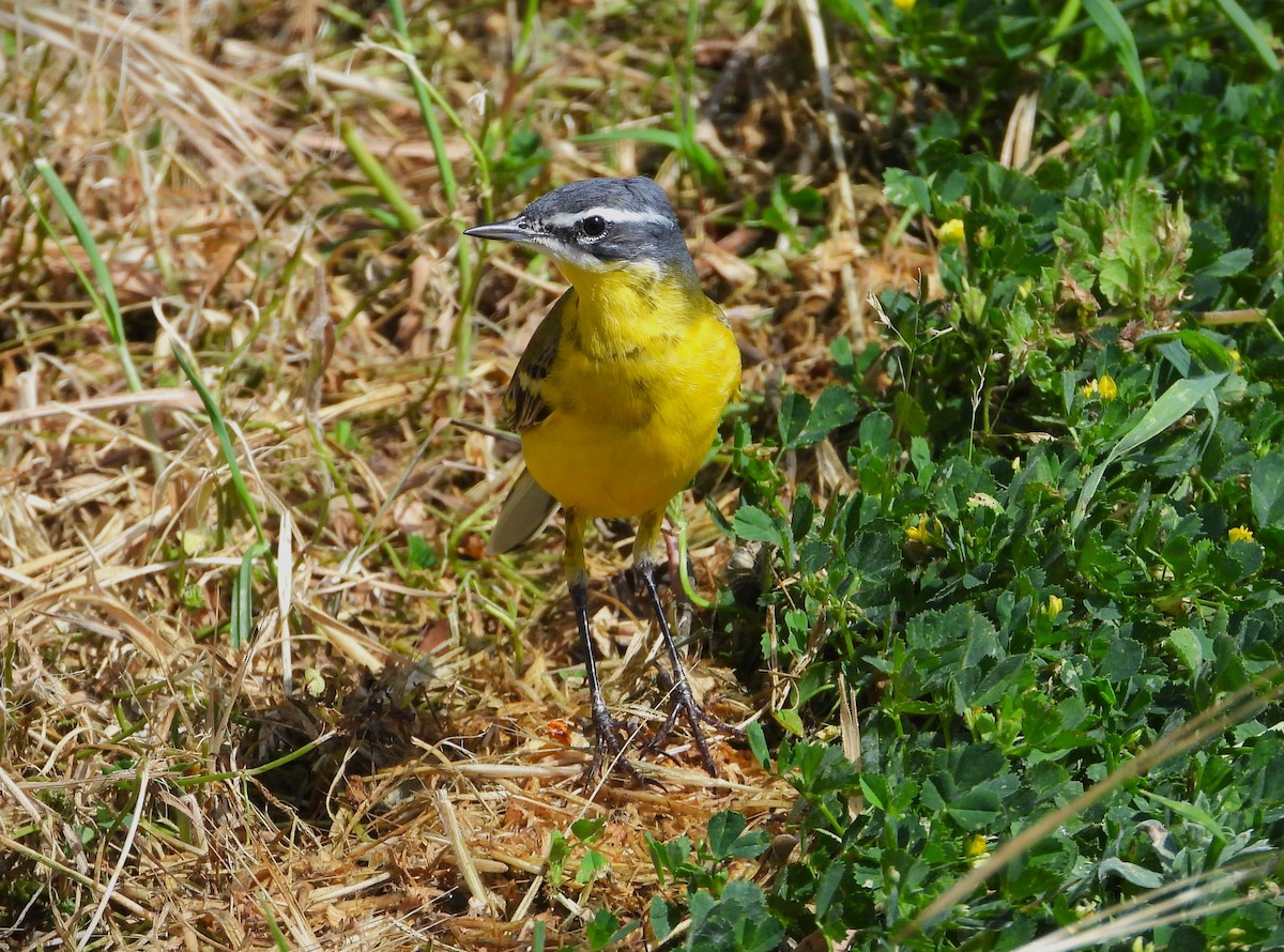 Western Yellow Wagtail (flava) - Francesco Barberini