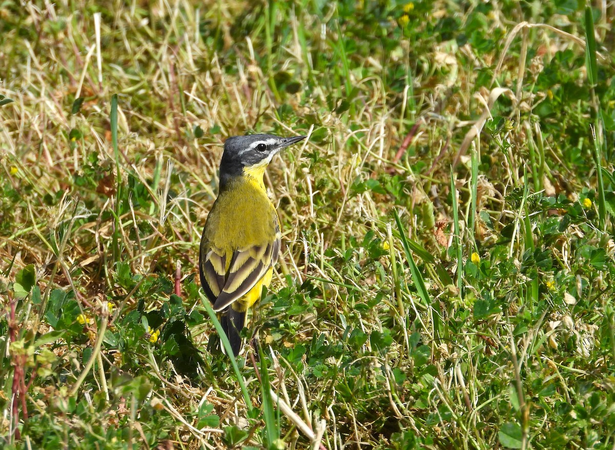 Western Yellow Wagtail (flava) - Francesco Barberini