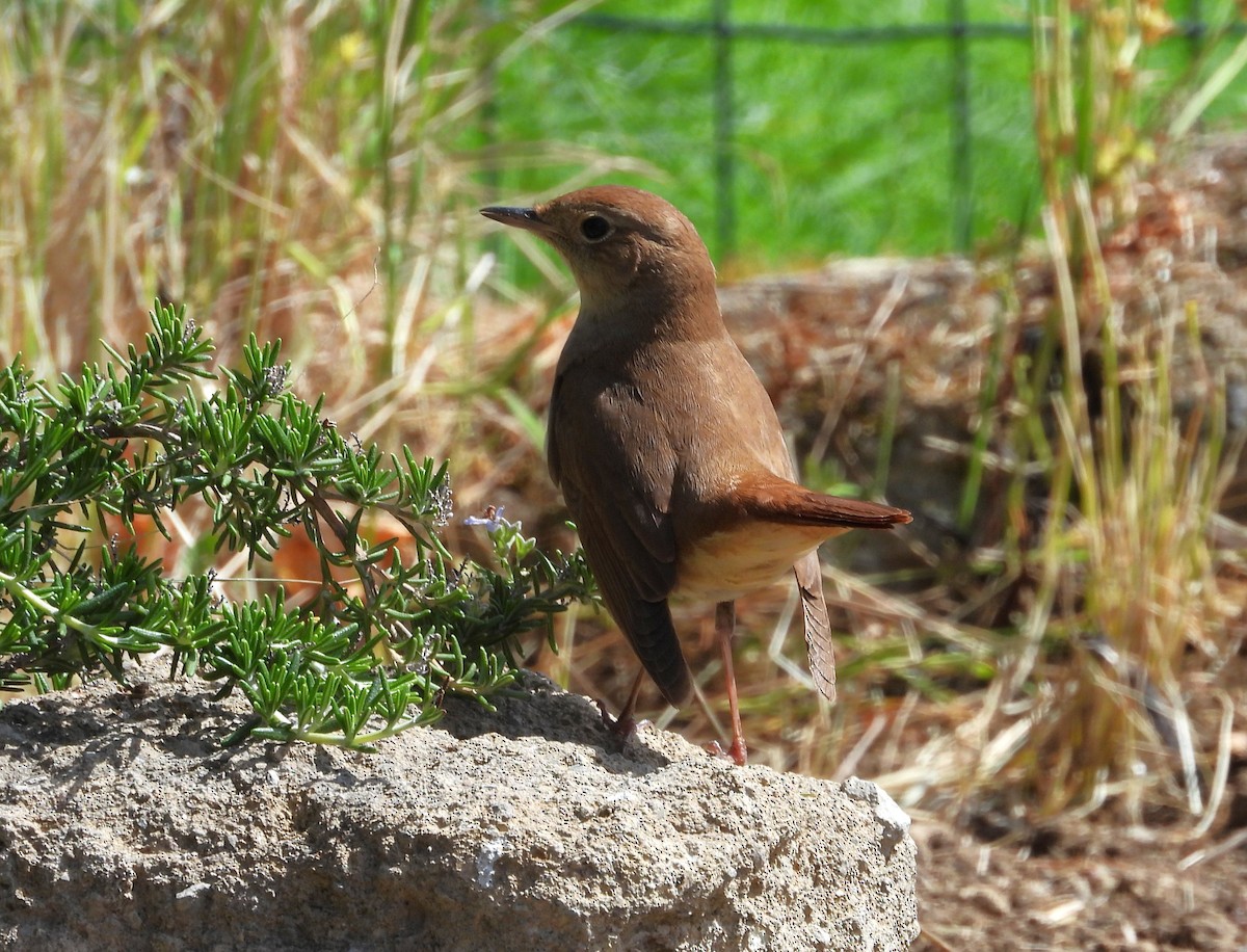 Common Nightingale - Francesco Barberini