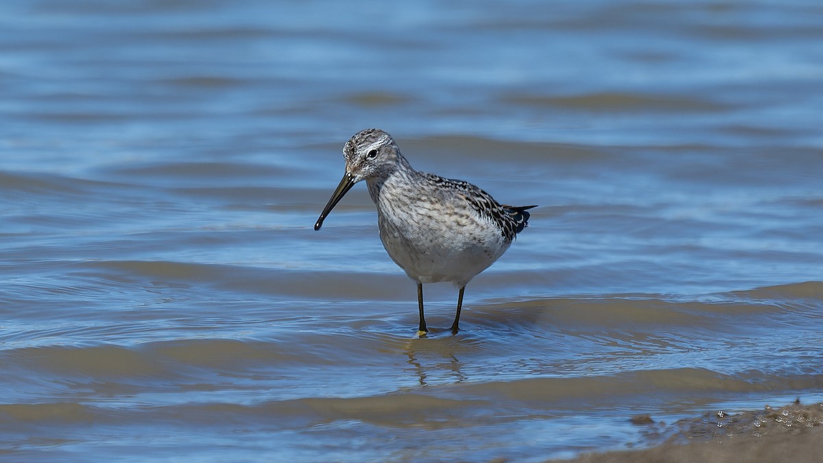 Stilt Sandpiper - ML618961542