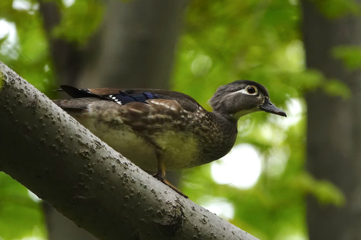 Wood Duck - ML618961555