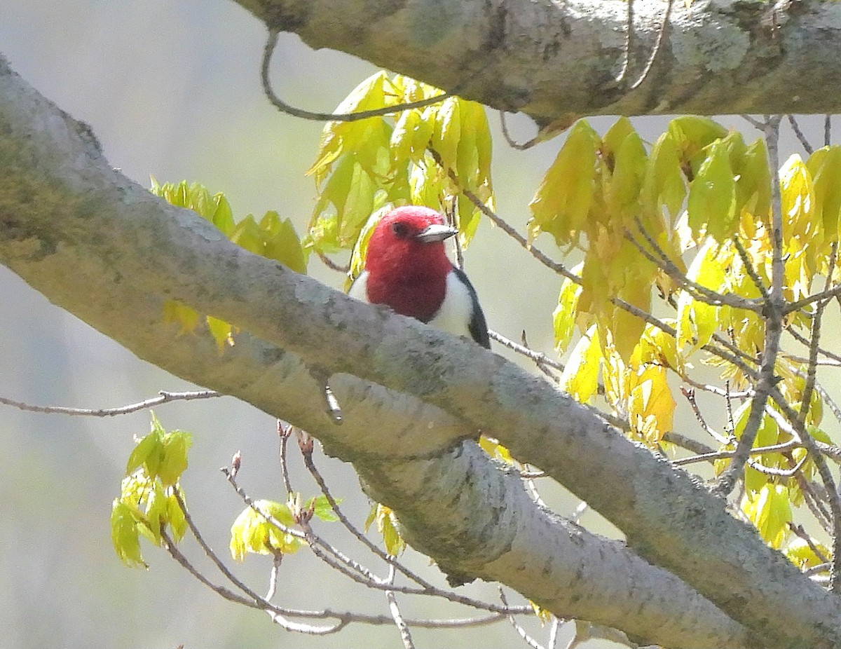 Pic à tête rouge - ML618961557