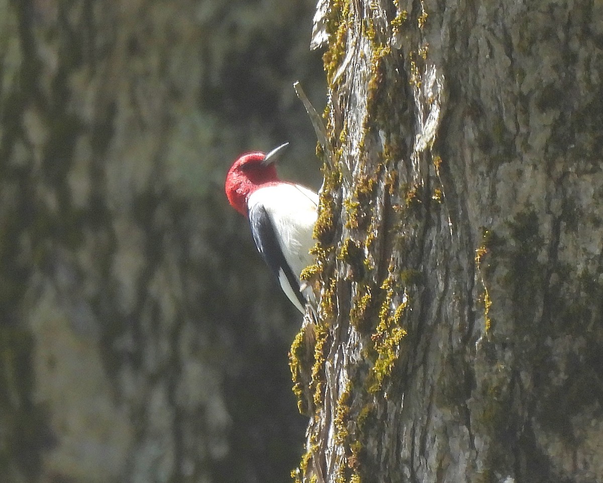 Red-headed Woodpecker - ML618961558