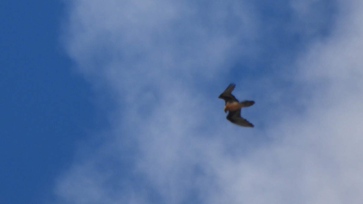 Bearded Vulture - Andy  Woodward