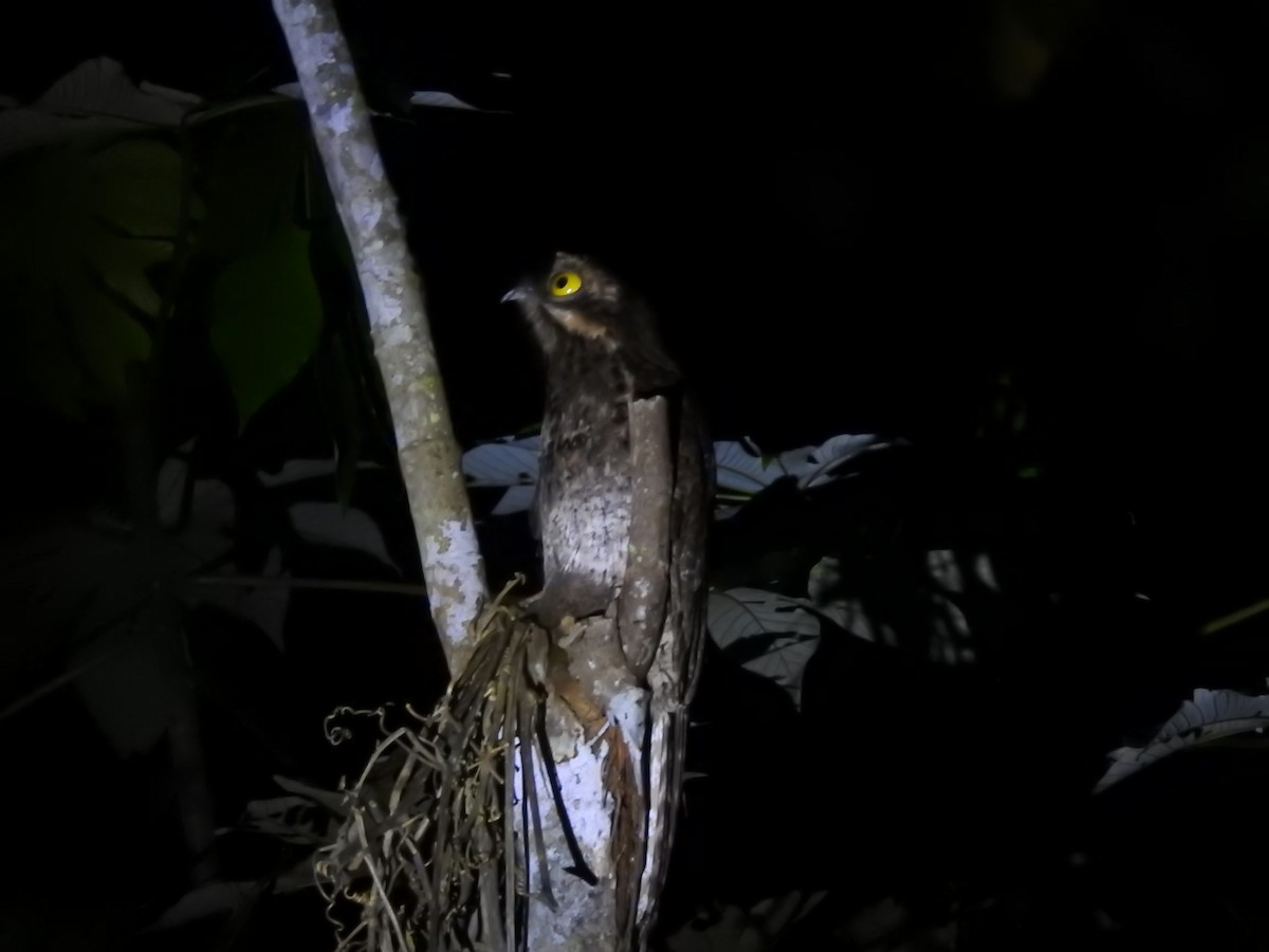 Common Potoo - ML618961573