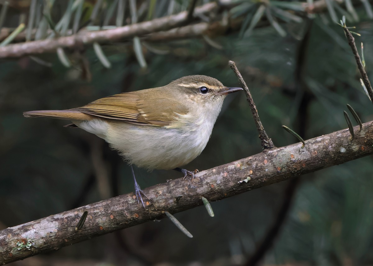 Large-billed Leaf Warbler - ML618961620