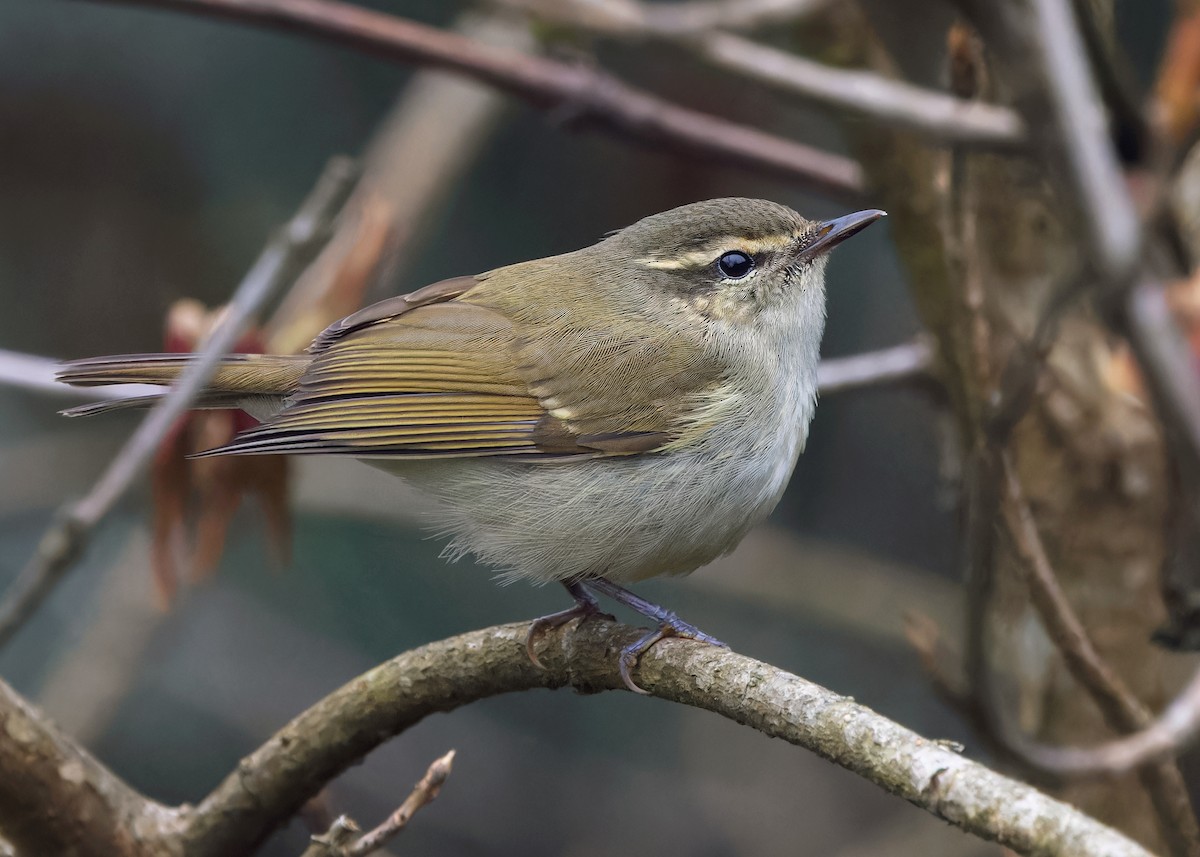 Mosquitero Picudo - ML618961623