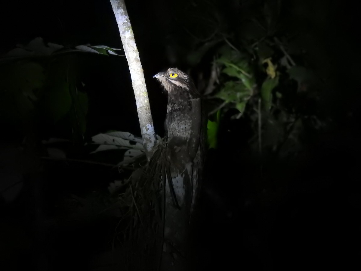 Common Potoo - ML618961640