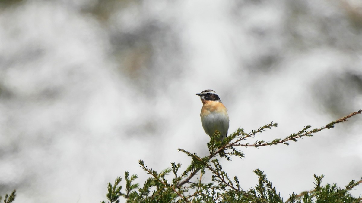 Whinchat - Andy  Woodward