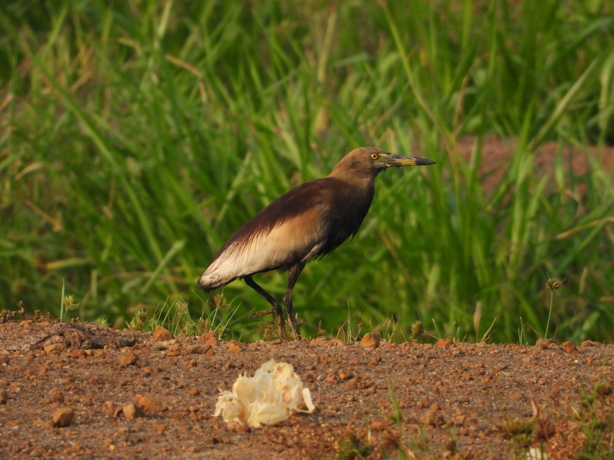 Indian Pond-Heron - Bindu Krishnan