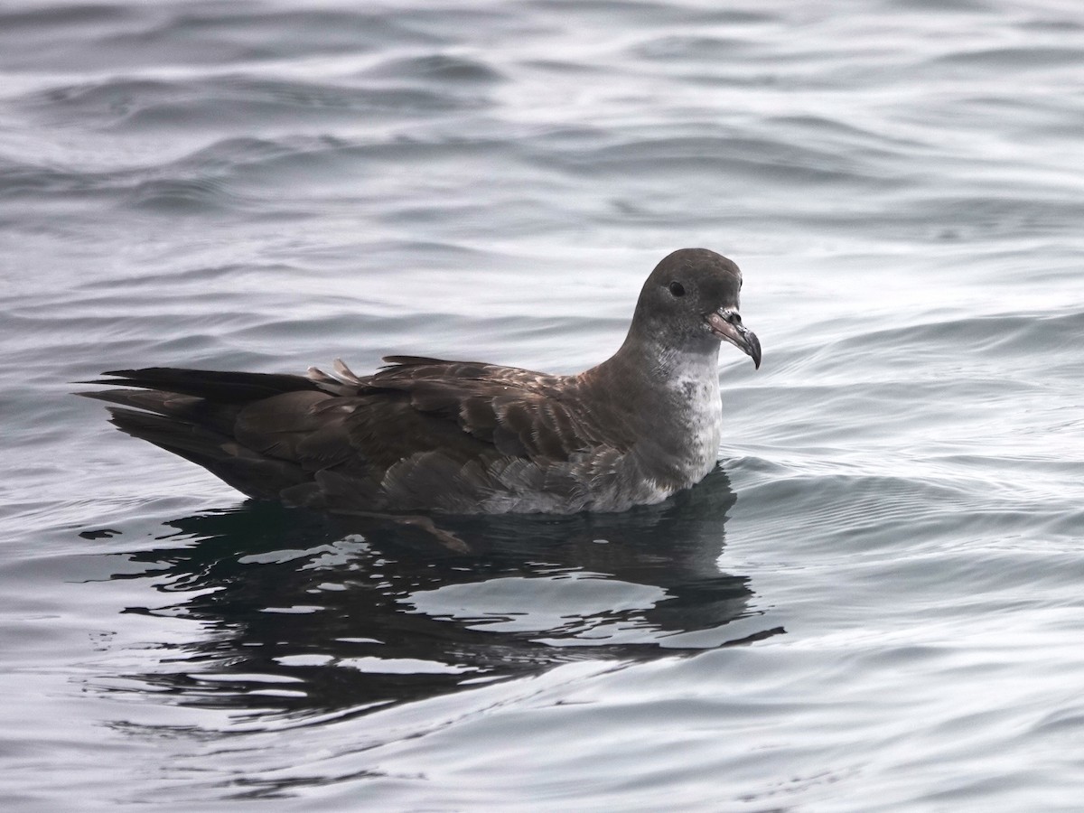 Pink-footed Shearwater - Norman Uyeda