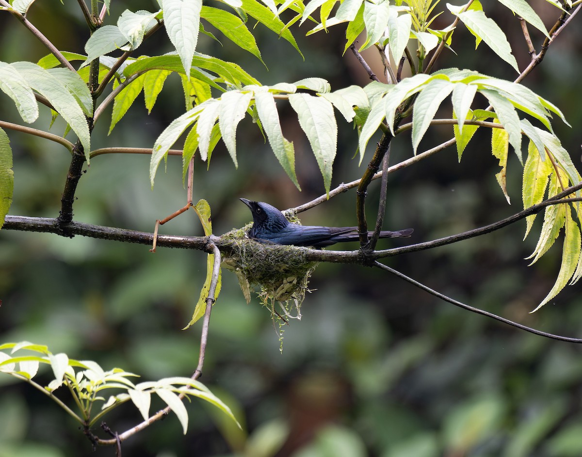 Bronzed Drongo - Antonio Ceballos Barbancho