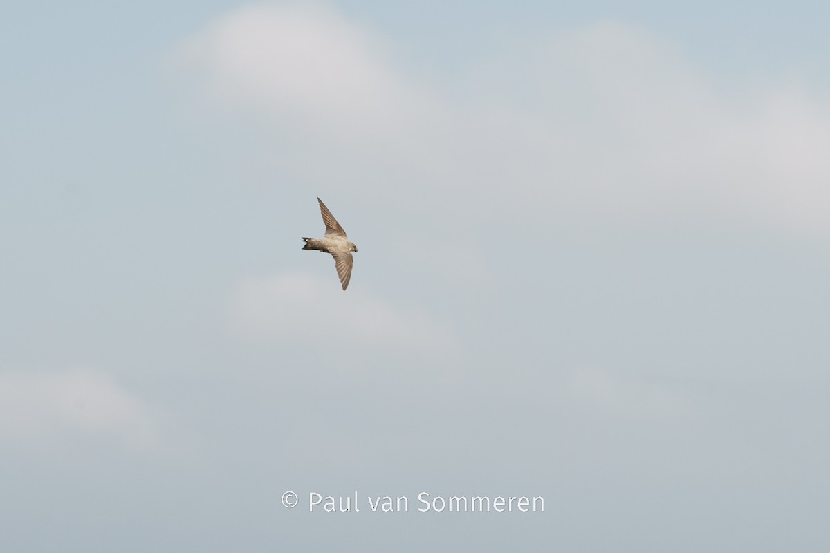 Eurasian Crag-Martin - Paul van Sommeren